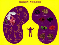 男人都爱看《肾好才是硬道理》